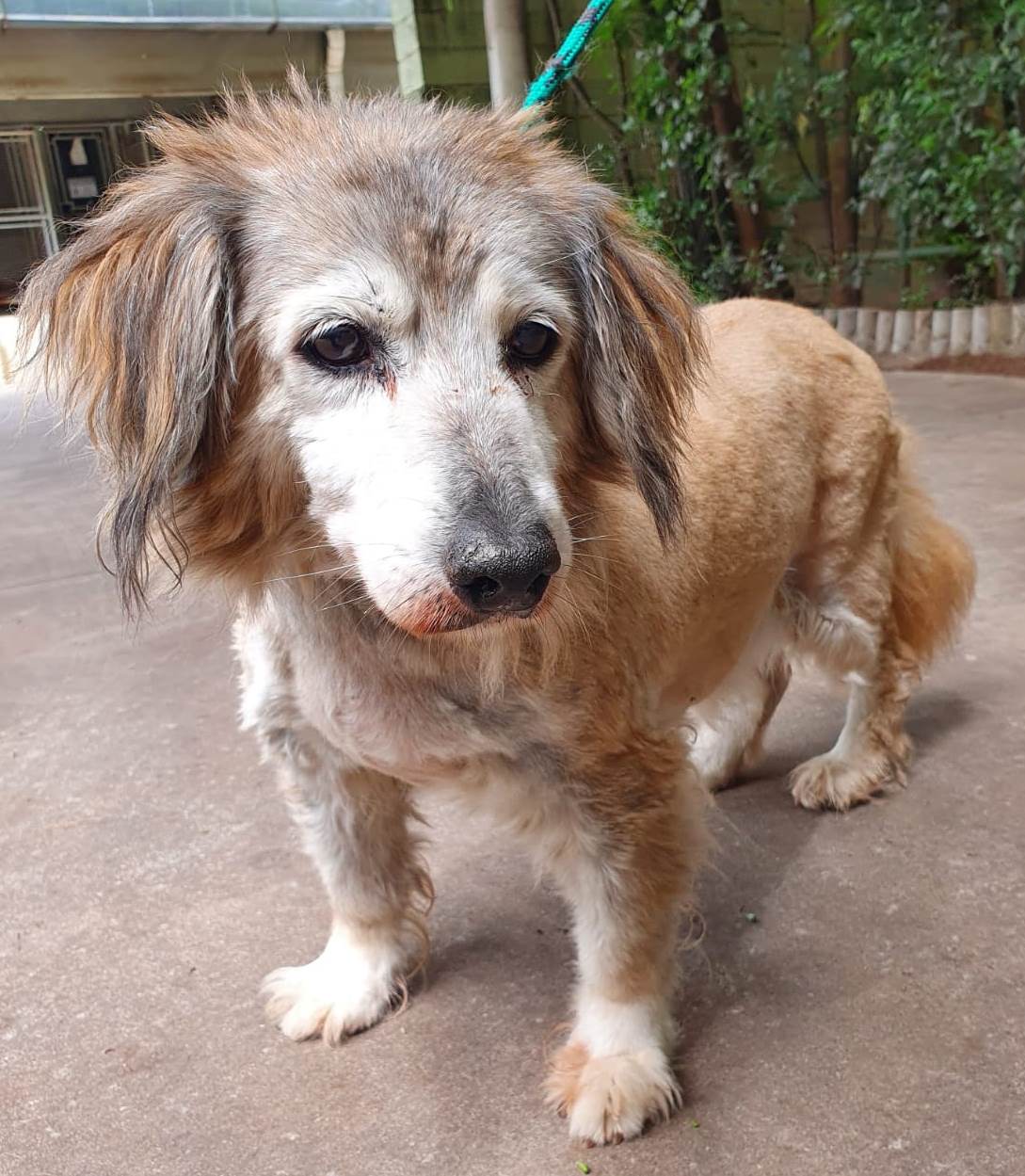 #PraCegoVer: Fotografia do cachorrinho Marcola. Ele é branco e tem algumas manchas na cor marrom e cinza. 